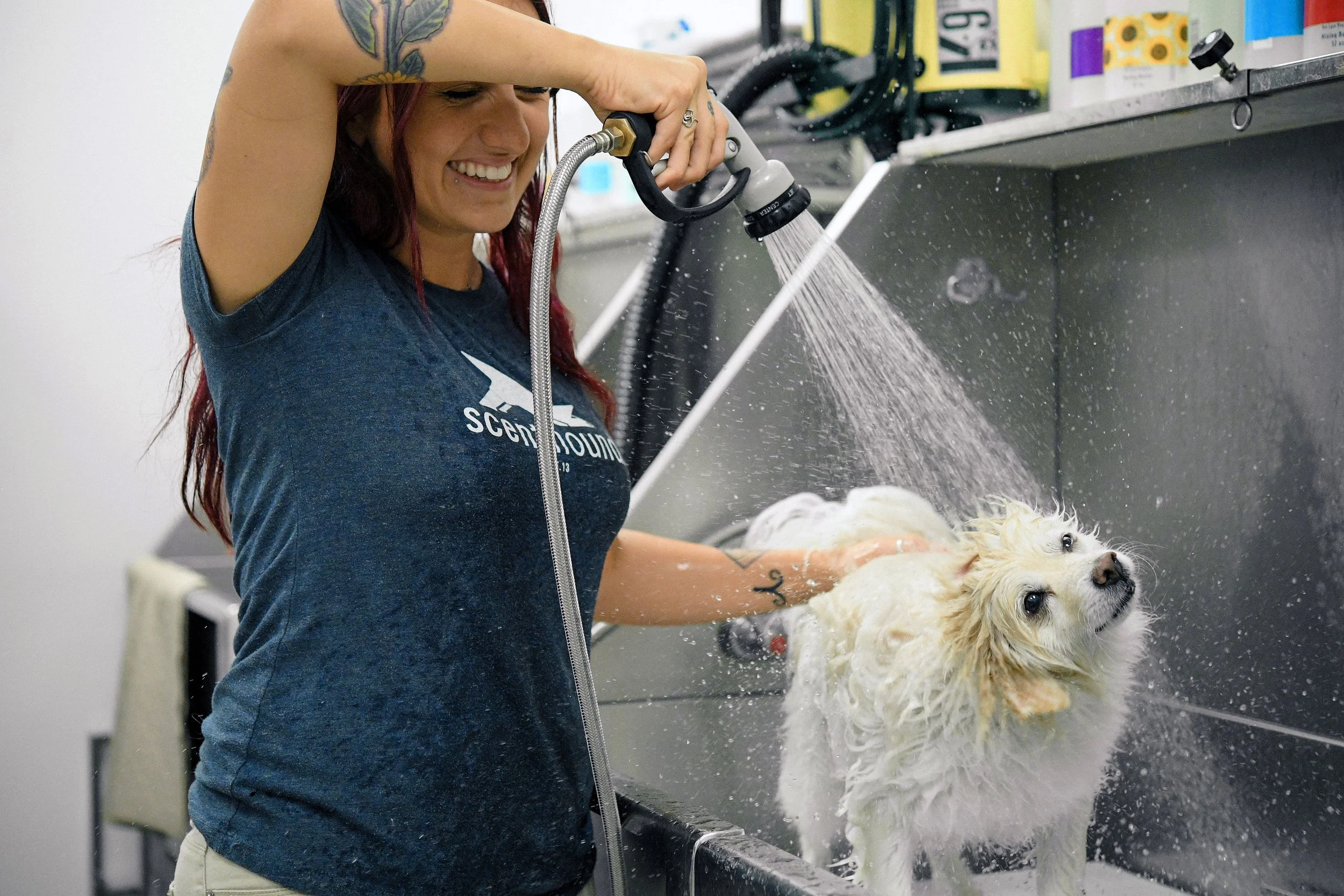 Best thing for dogs dry deals skin